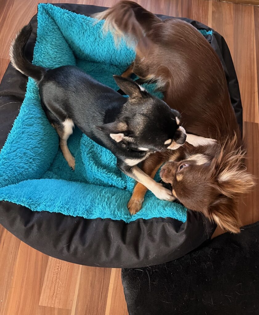 Issy a Nuebby - holčičí zápasy