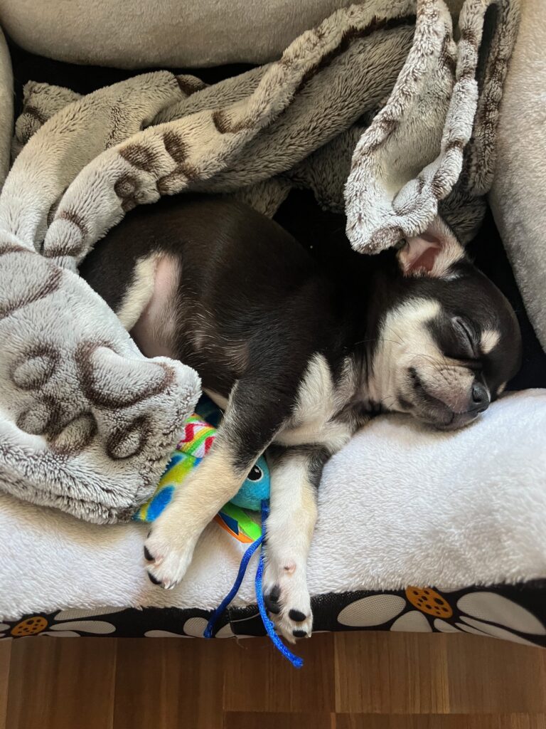 Nuebby obsadila pelíšek Godrica