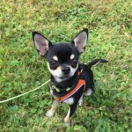 Godric v 8 měsících Godric v 8 měsících