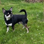 Godric - co to bylo? Godric - co to bylo?