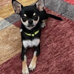 Godric předposivé "lehni"