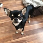 Godric v novém domově Godric v našem novém domově