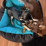 Issy a Nuebby pořádají holčičí zápasy Issy a Nuebby - holčičí zápasy