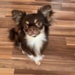 Issy modelem - věk 1,5 roku Issy modelem - věk 1,5 roku