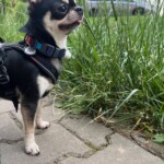 Nuebby modelem - 1 rok Nuebby pózuje - věk 1 rok