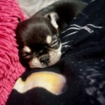 Nuebby u nových rodičů Nuebby po pár dnech u nás