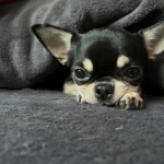 Nuebby ve svém pelíšu ve věku necelých 2 let Nuebby kouká ze svého pelíšku - věk 2 roky