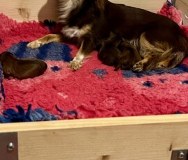 Porodní box v praxi Porodní box v praxi